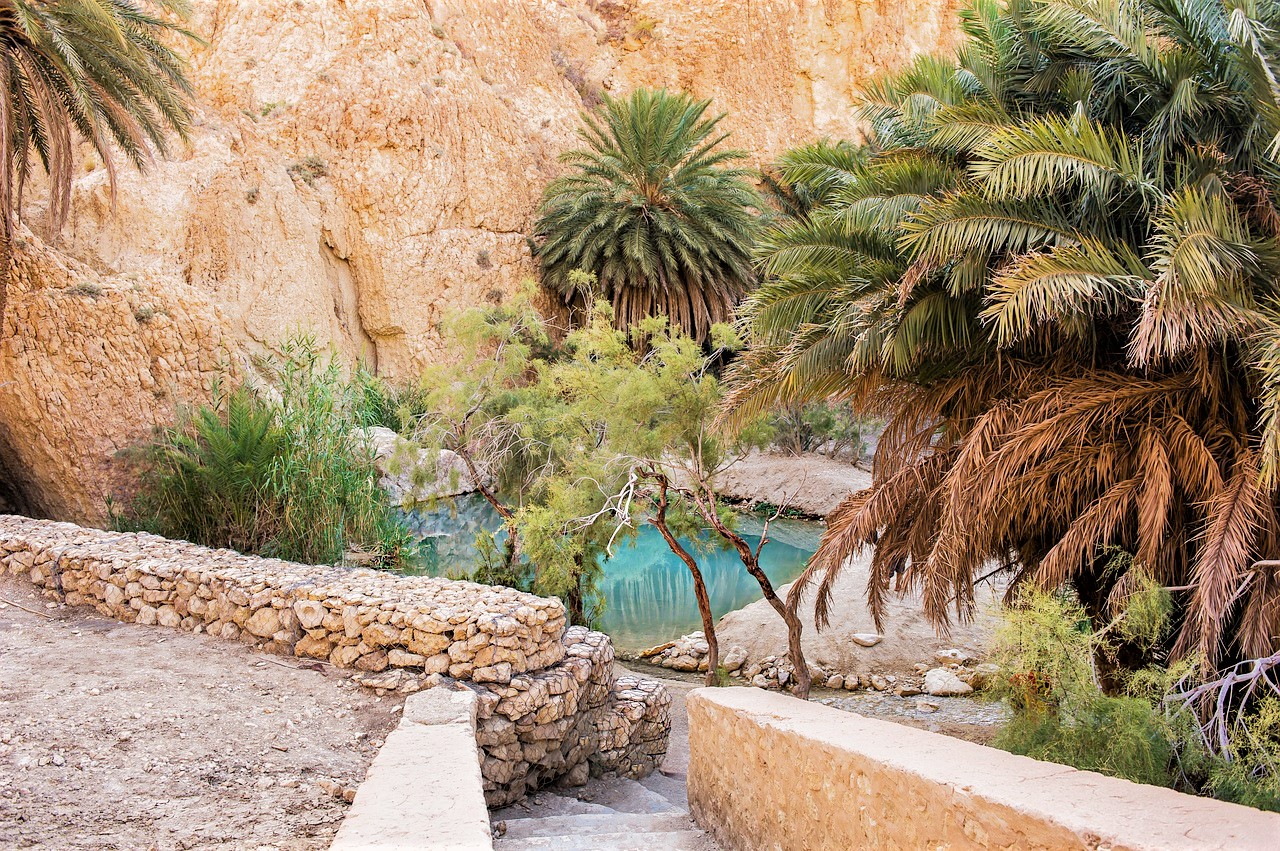 oasis  