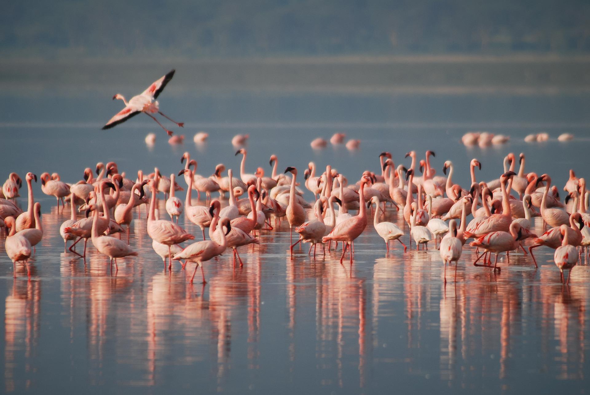 flamants rosese